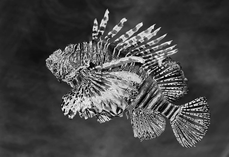 Lion Fish